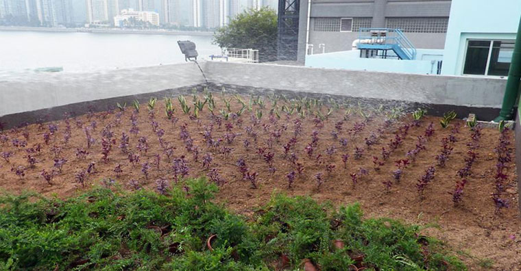 Flexcrete's waterproofing system was applied for green roof waterproofing on the Pumping Station Waterproofing Projects in Hong Kong.